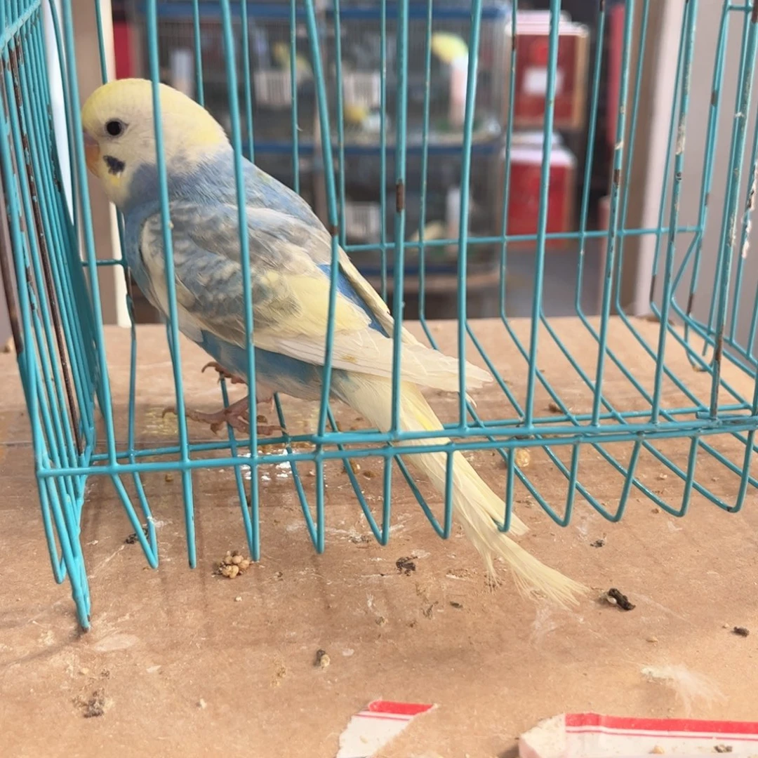 虎皮鹦鹉我的小姐姐