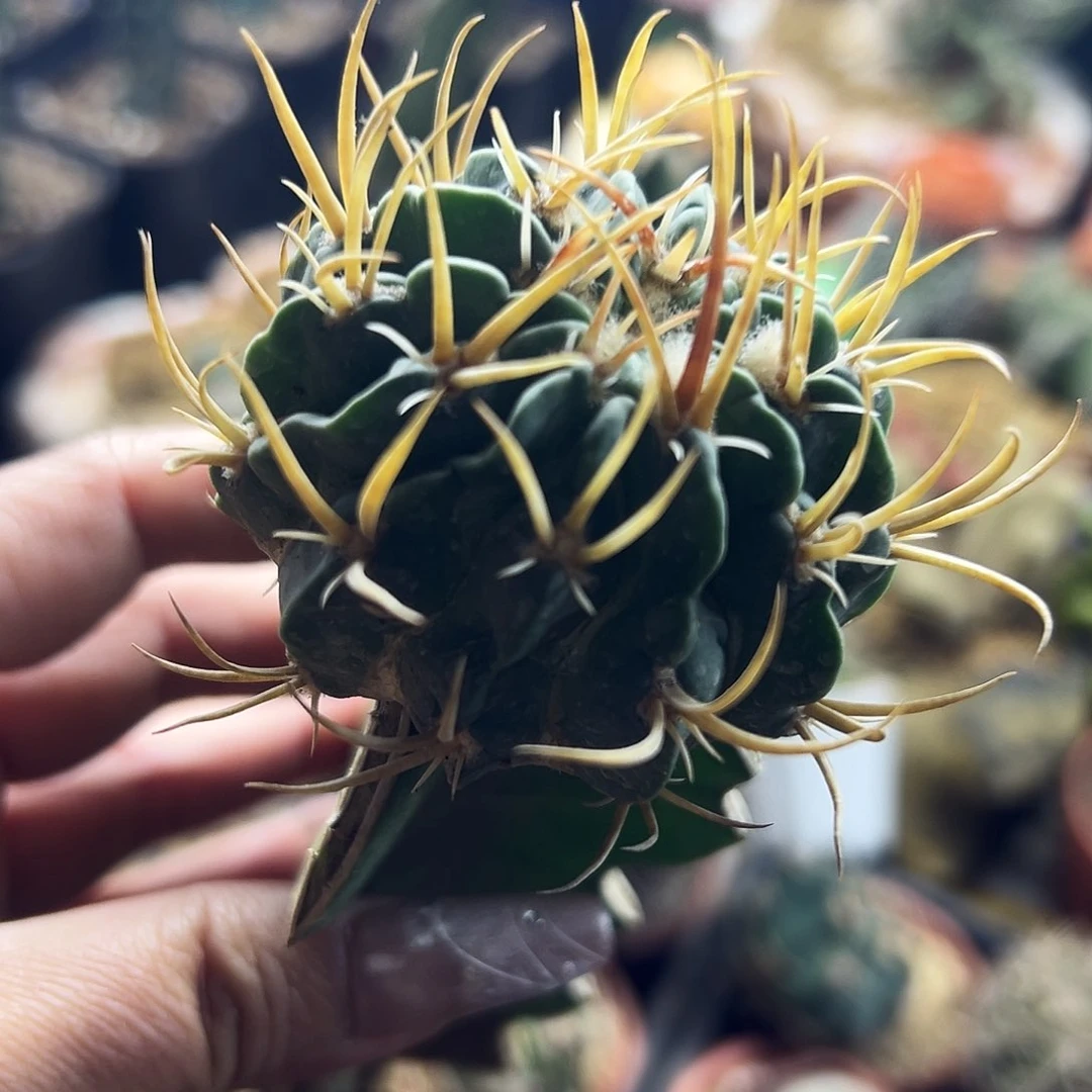 龙剑仙人球111111111