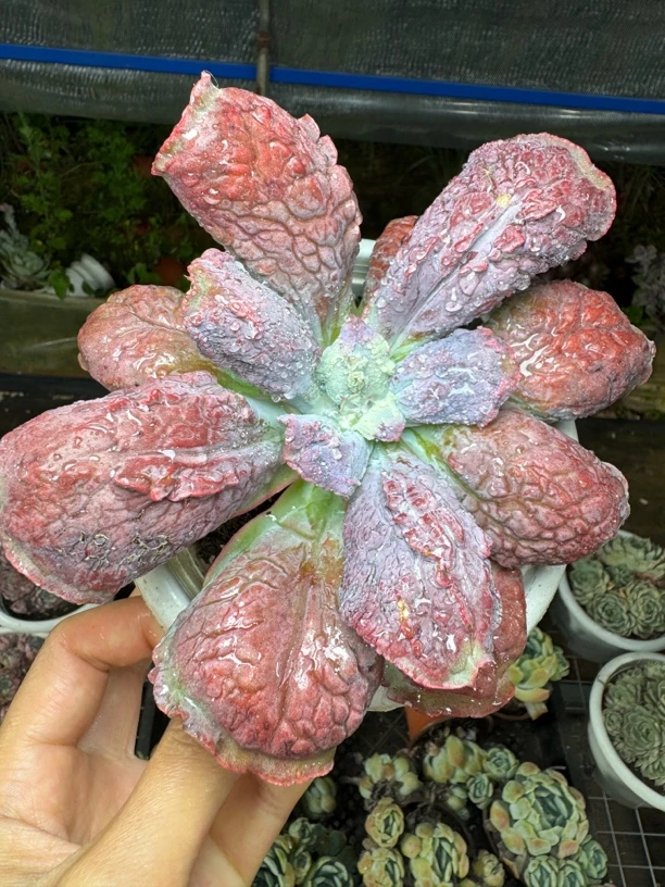 狂野男爵 脱土发货满15包邮不满到付