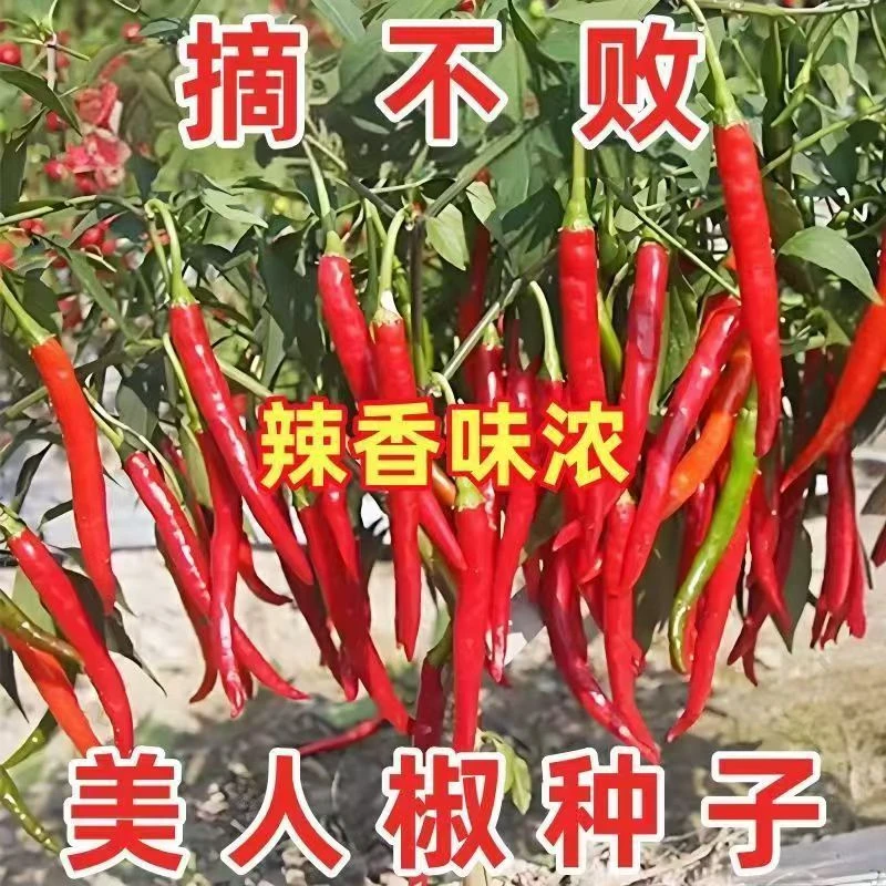 【全场商品满5元包邮】美人椒种子一年四季种红尖椒长辣椒种特辣