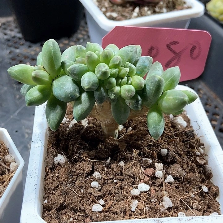 多肉植物2080多肉