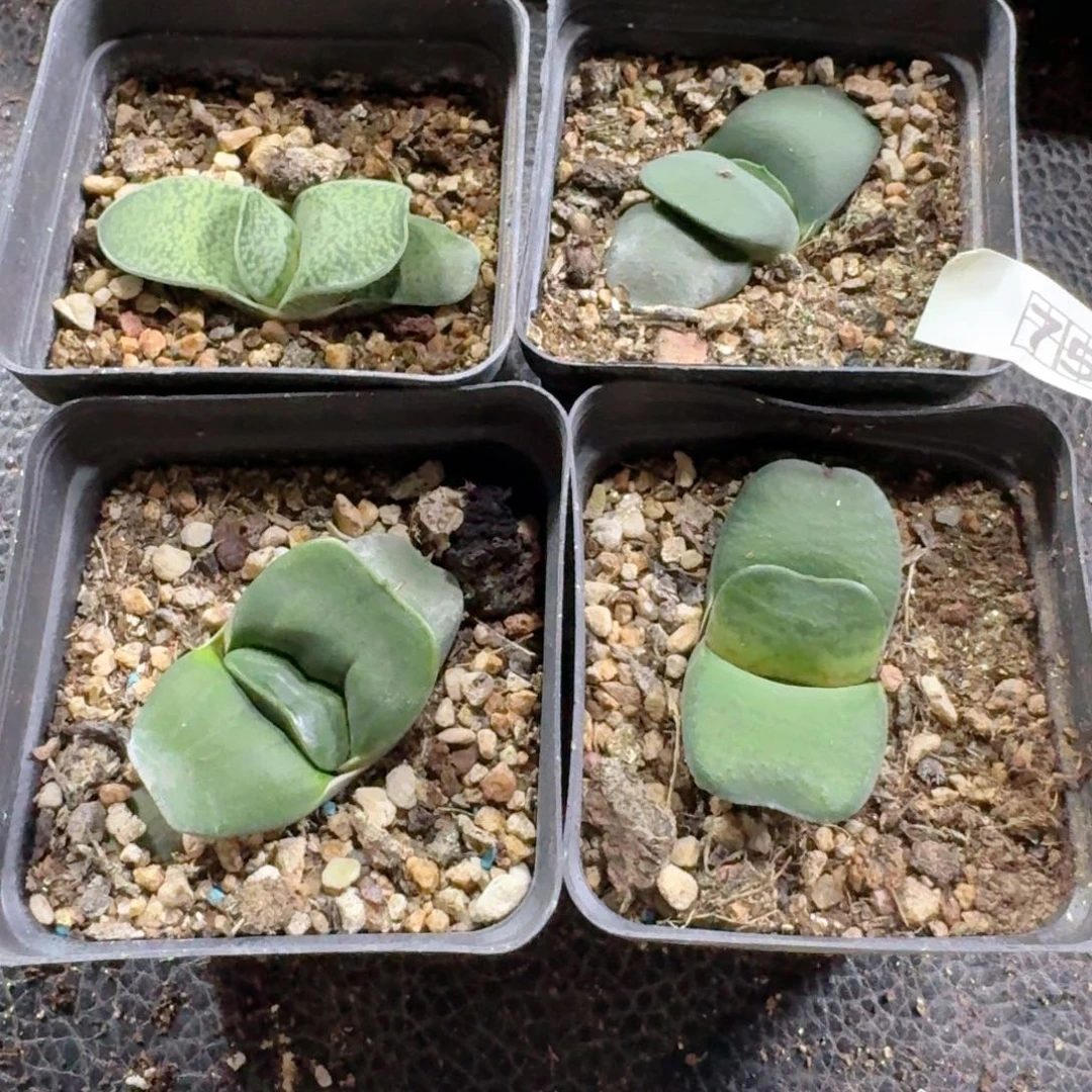 759一套卧牛实生脱土发货