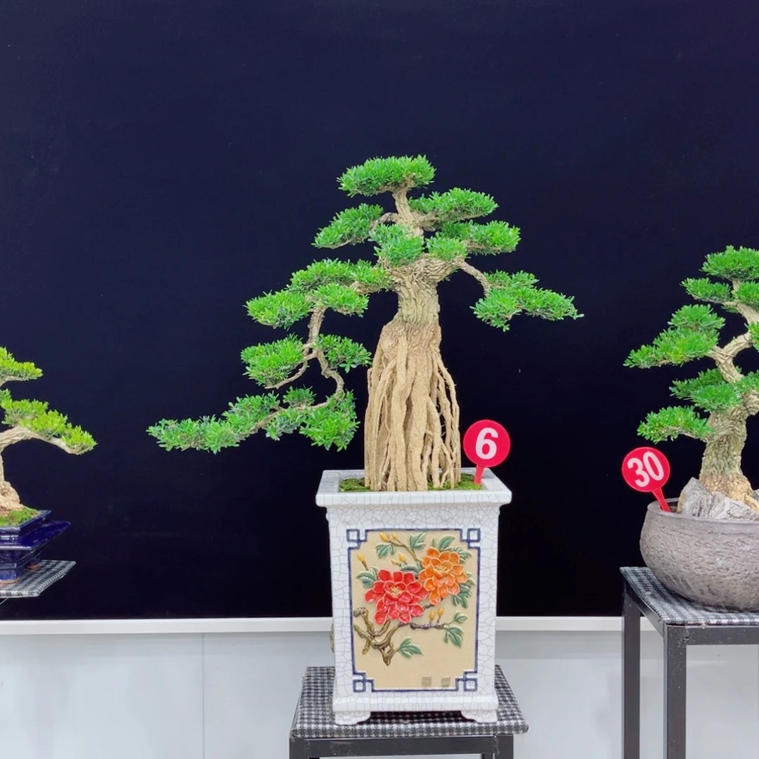 以实际为准精品黄杨老桩