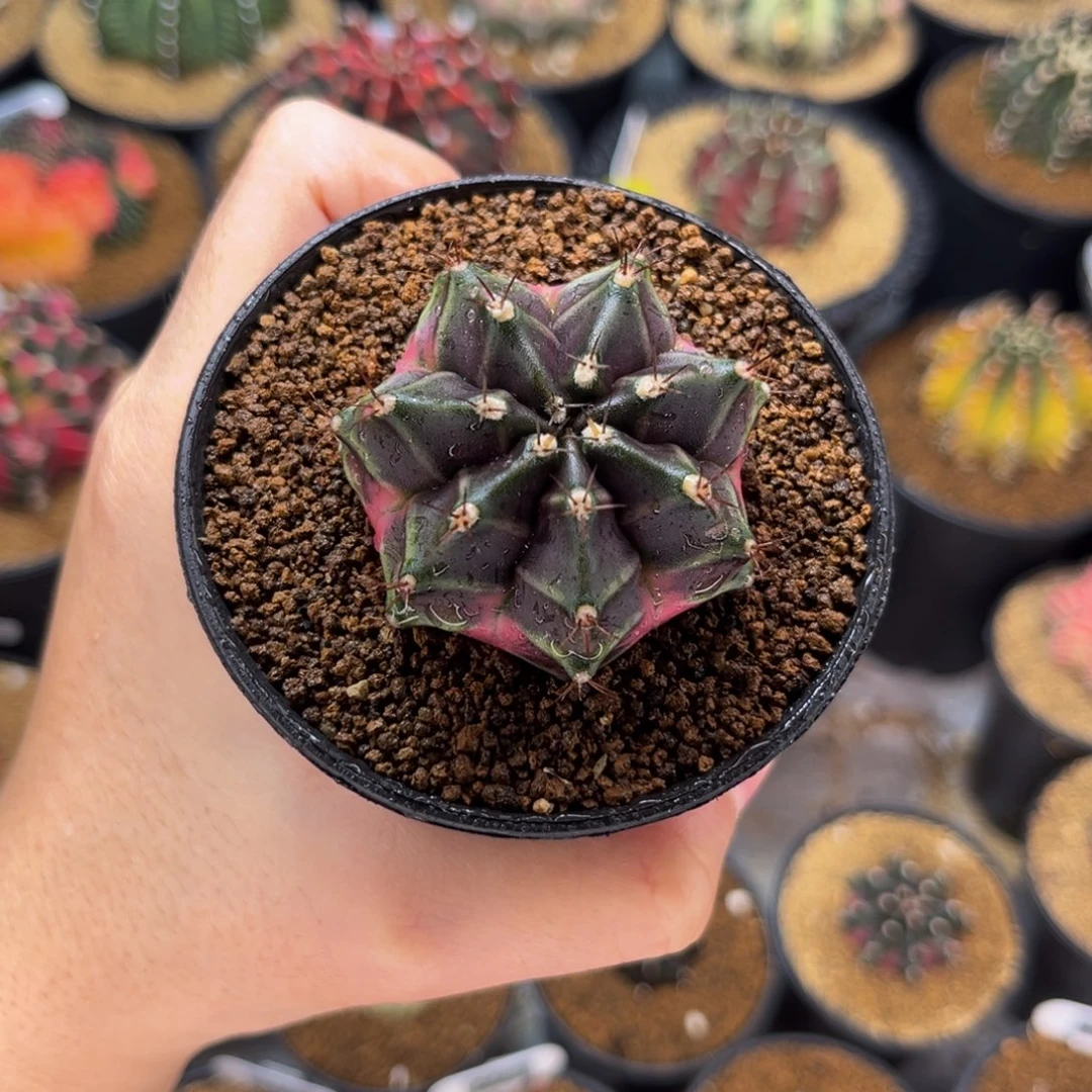 豪臀锦 米哈仙人球