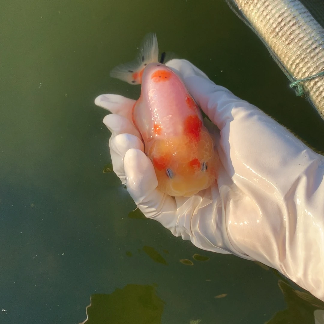 抱***花金鱼特色兰寿金鱼