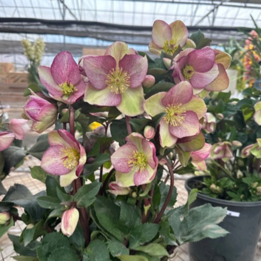 冰雪玫瑰 碎花裙 铁筷子 高端花卉铁筷子盆栽花苗耐寒植物花期长