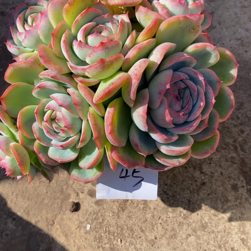 【闪购商品】小*多肉植物的侧影石化