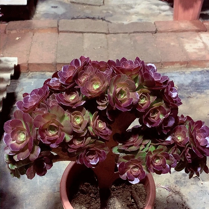 万缀朵朵，多肉植物