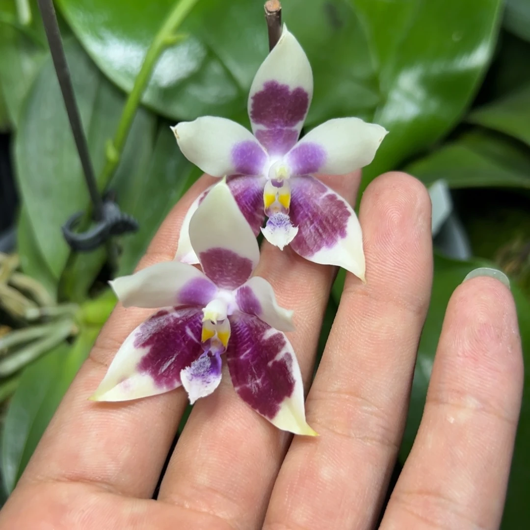 完全开放l072三寸ys1167