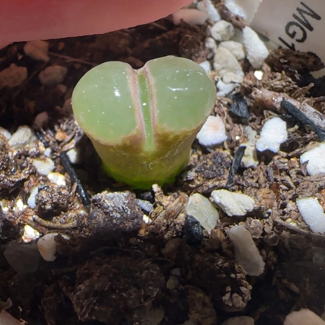 肉锥多肉植物百科-粉樱1490