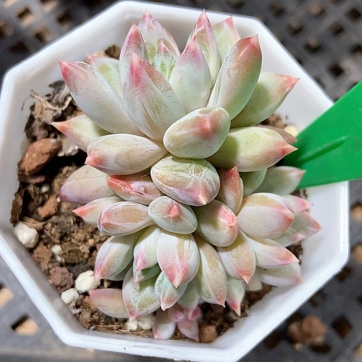 多肉植物幻影美人971