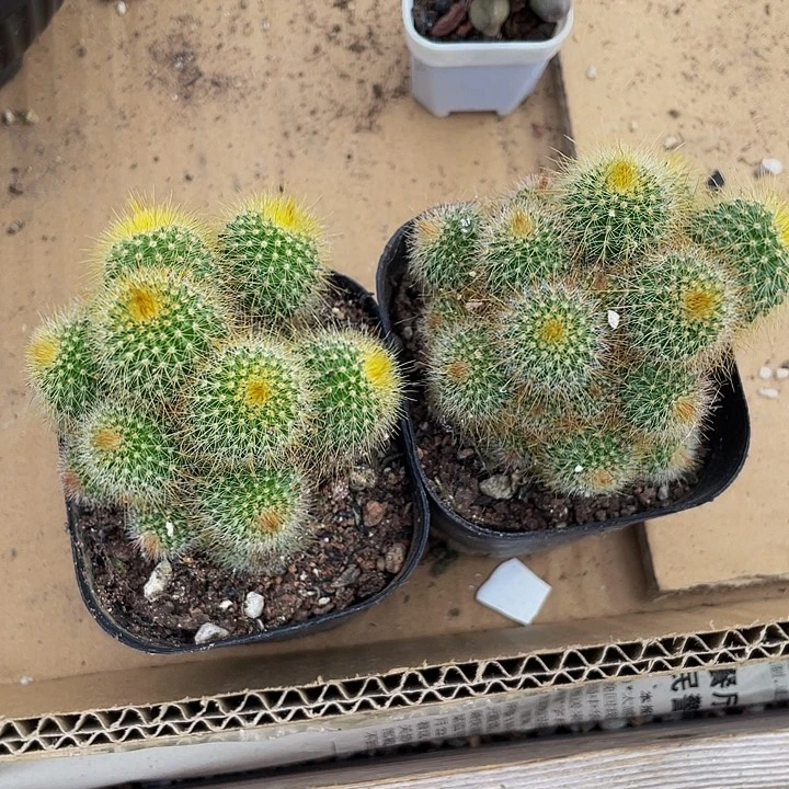 金丝猴带盆土发货