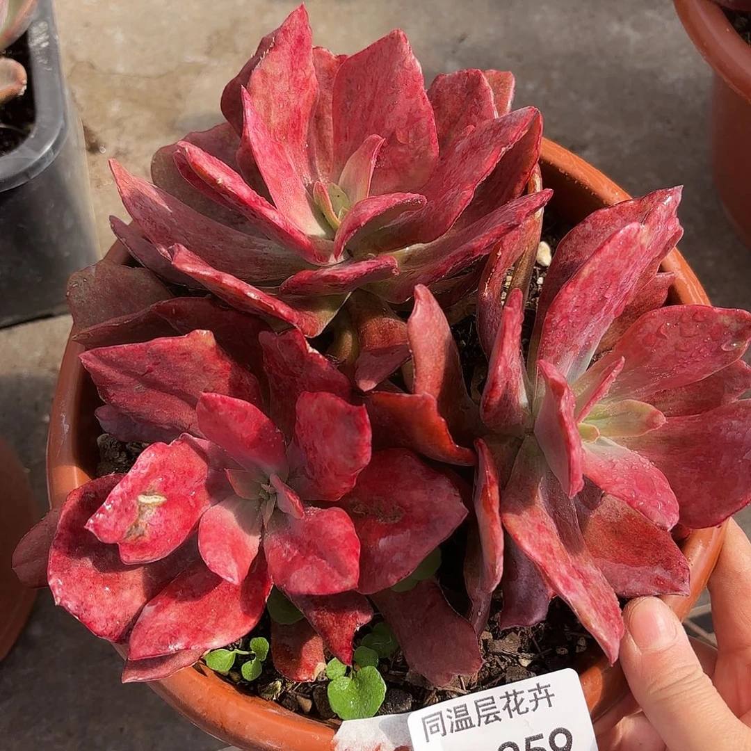 同温层多肉钻石锦259