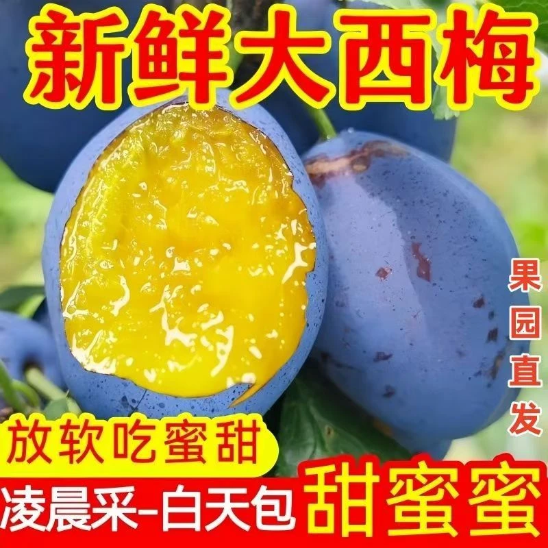 现摘陕西蓝西梅李子酸甜可口西梅李新鲜应季水果女神李子包邮