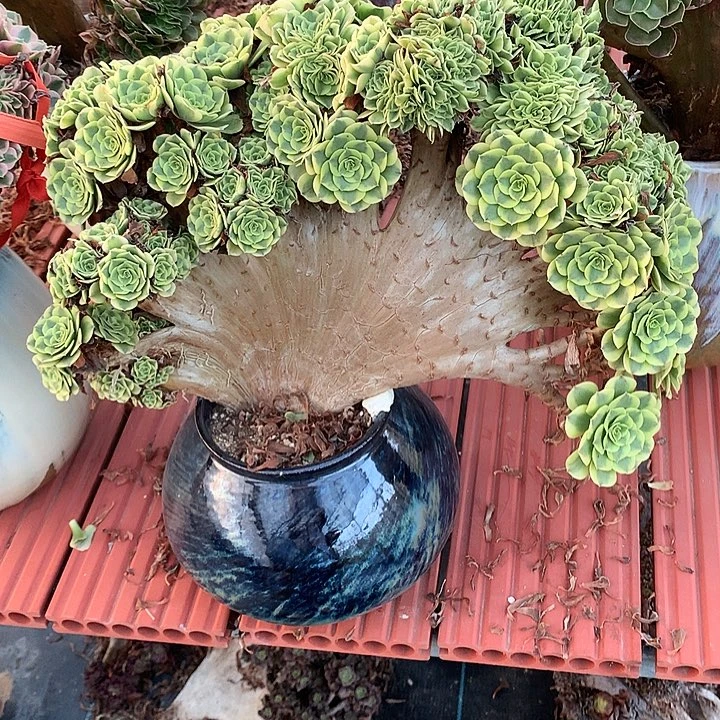 绿豆沙朵朵脱土不带盆