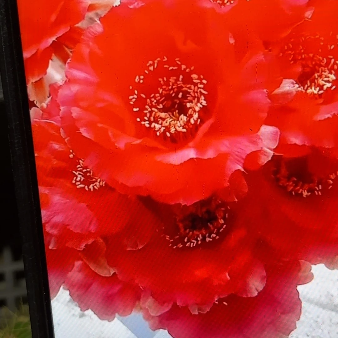 罗萨丽莎彩侧牙20包邮3