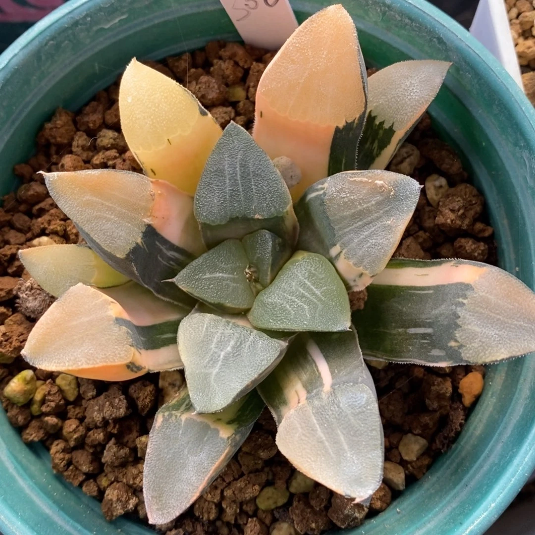 一颗实生大克锦。