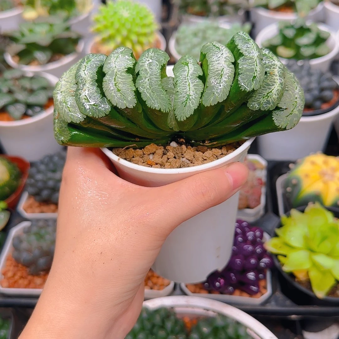 母本虞姬玉扇，万象盆