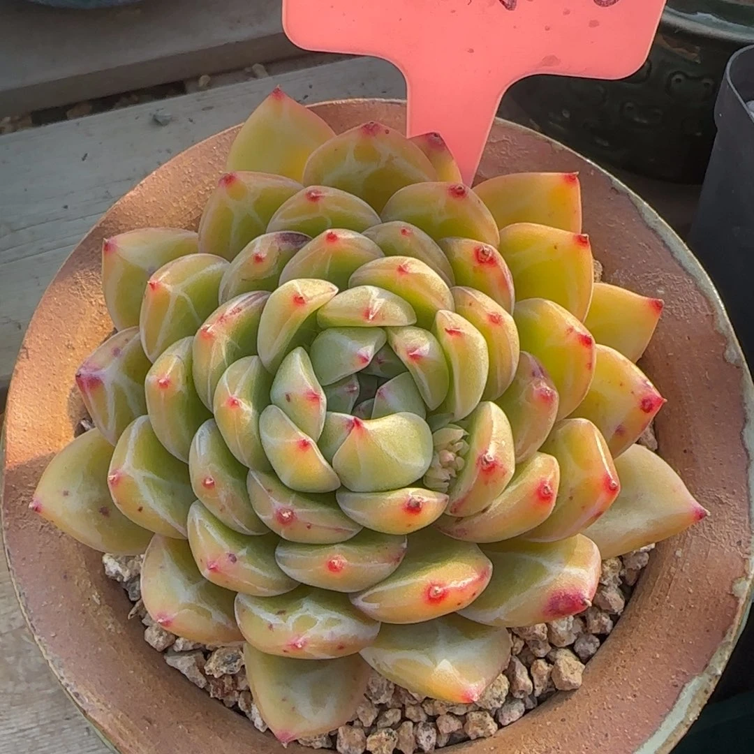 雪花珍妮单头五十包邮