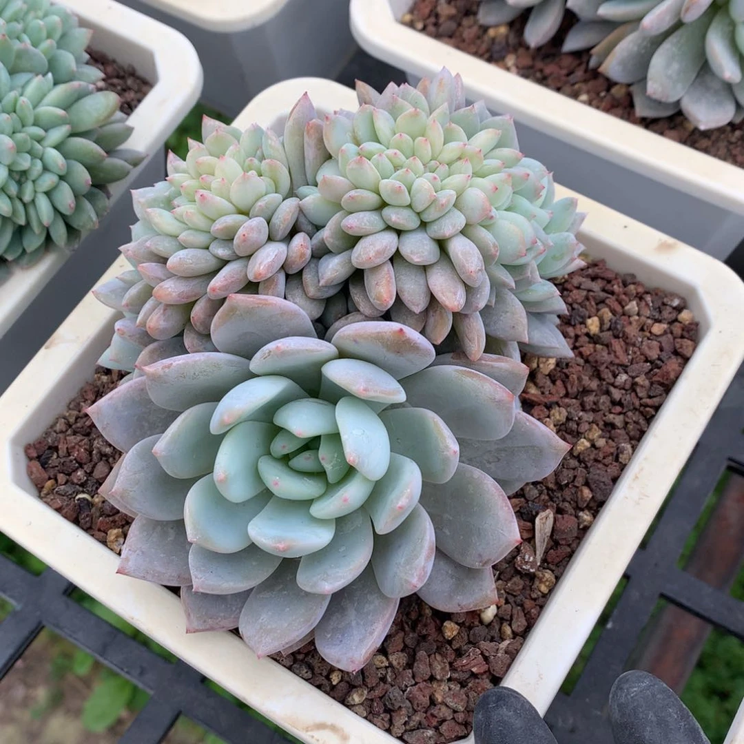 橙子缀化啦啦啦啦