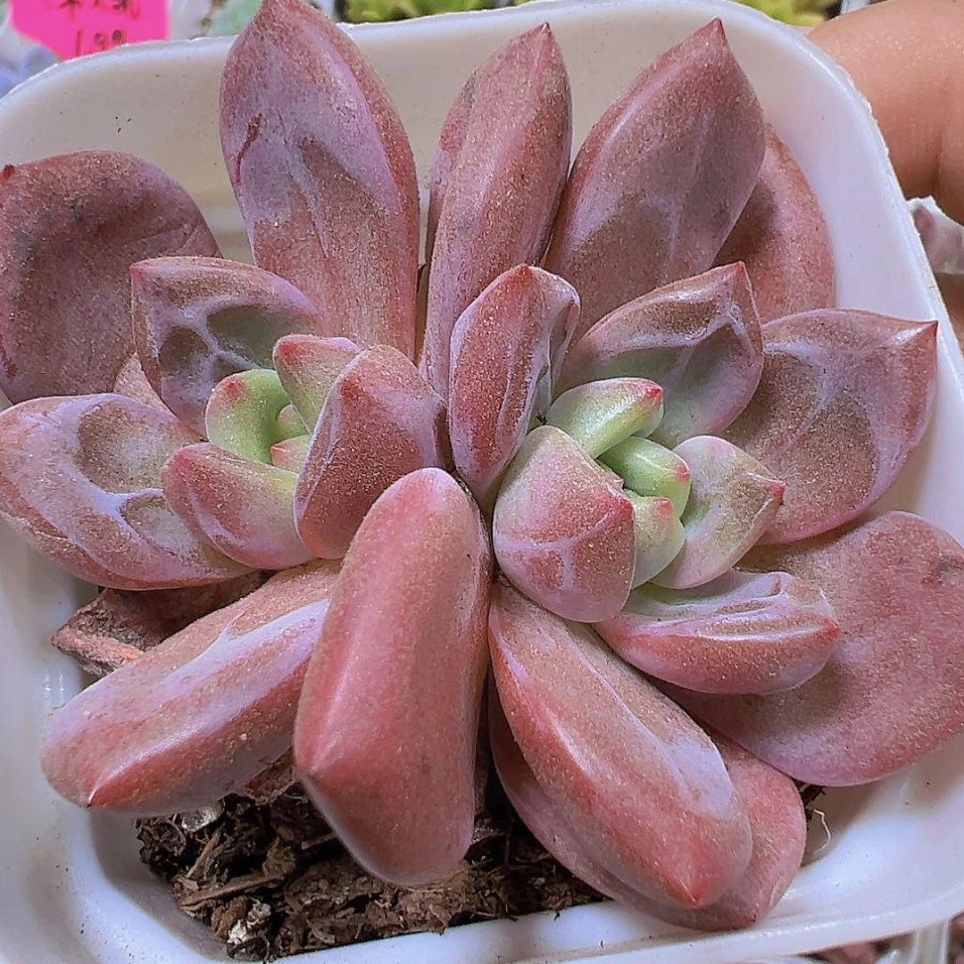 香槟19包邮多肉植物