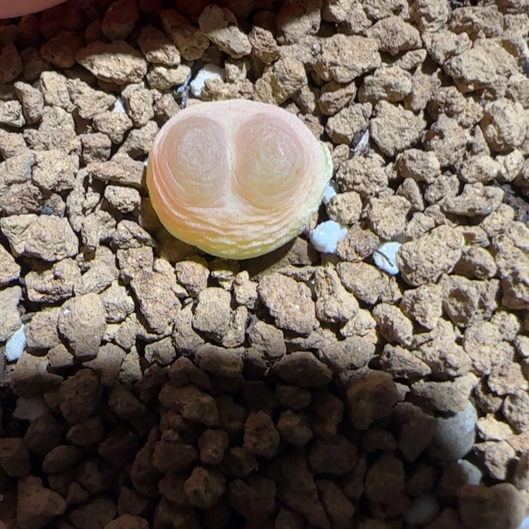 肉锥多肉植物组合-日式拉登545