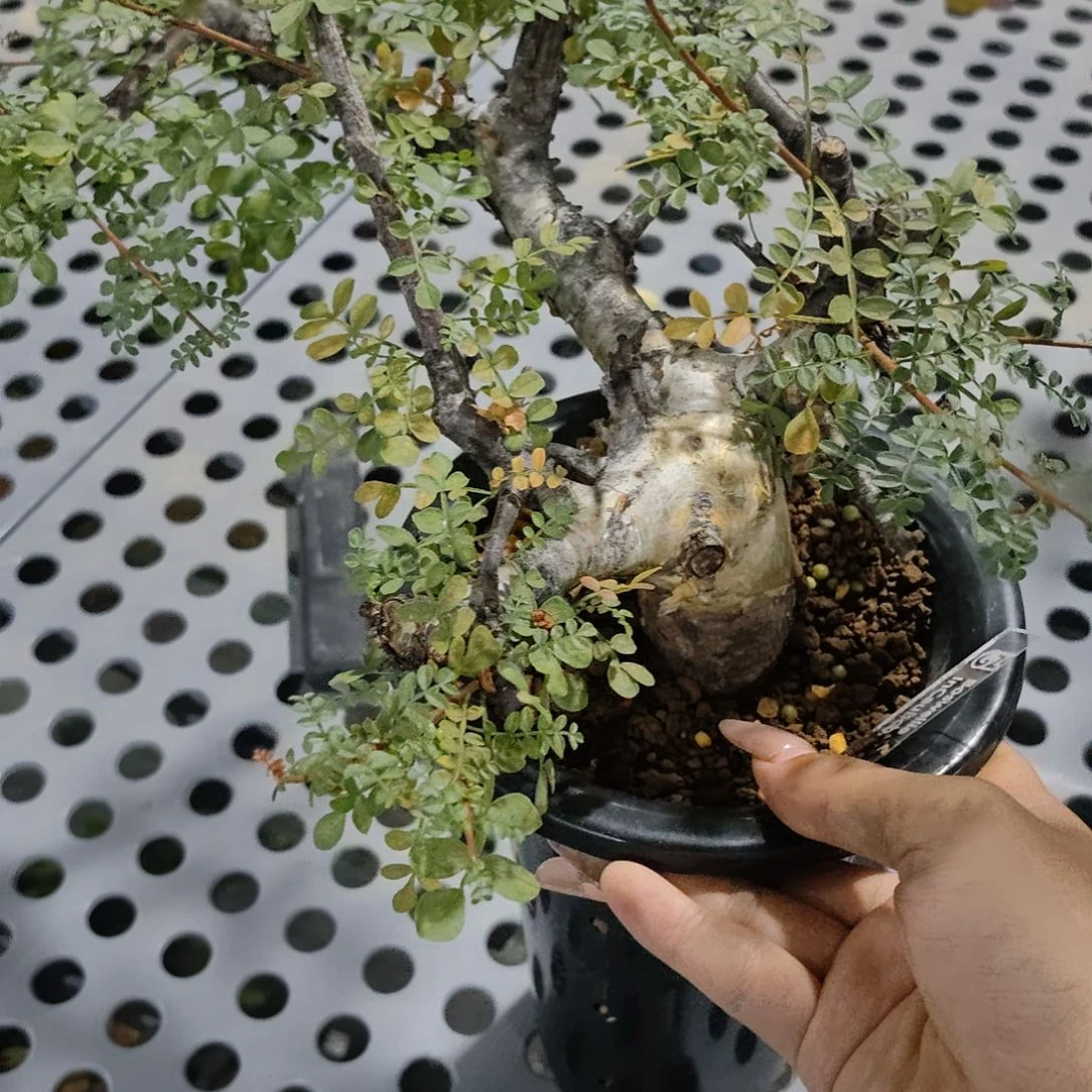 索马里羽叶没药熟桩