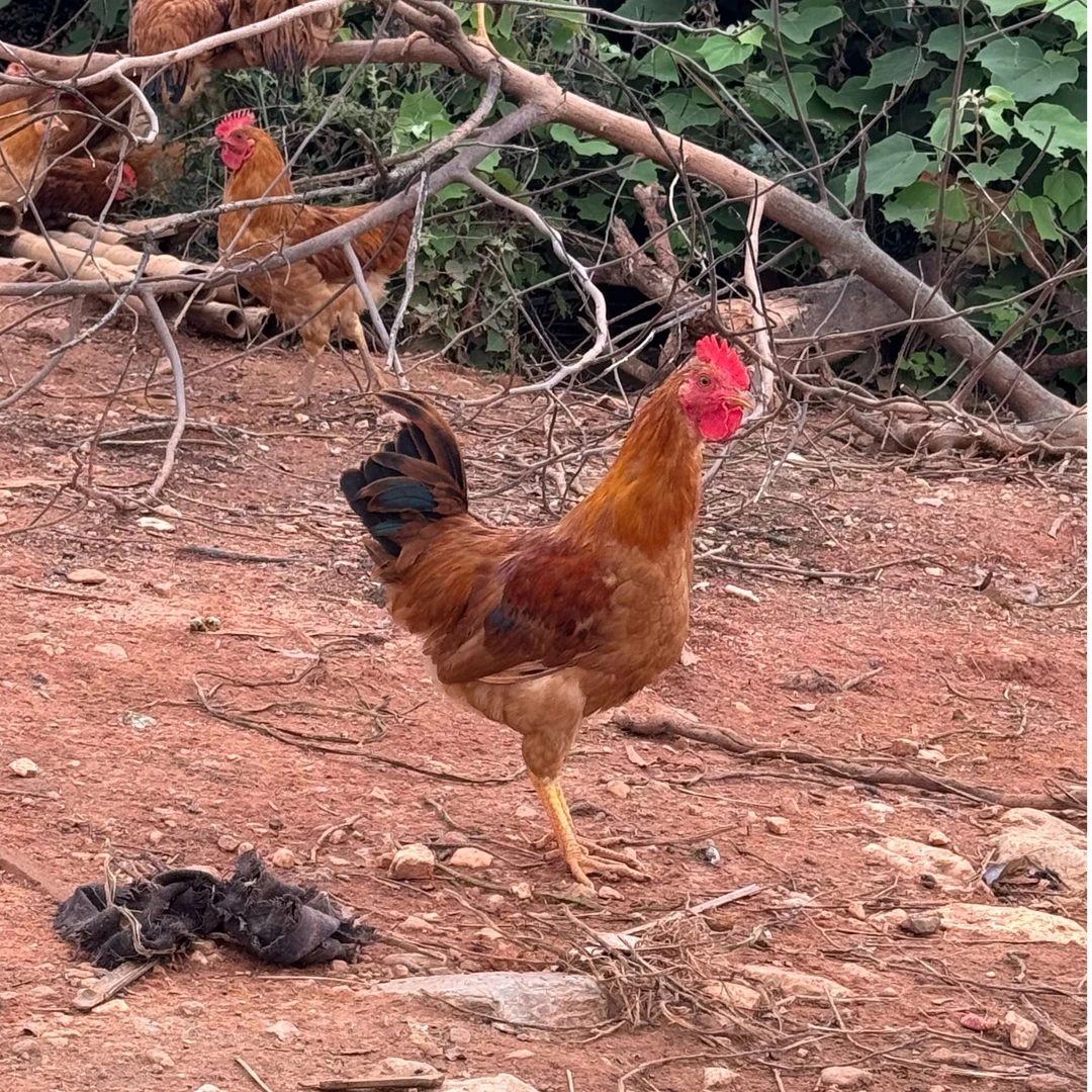 皖南正宗高山散养土鸡公鸡现抓现杀孕妇小孩老人吃