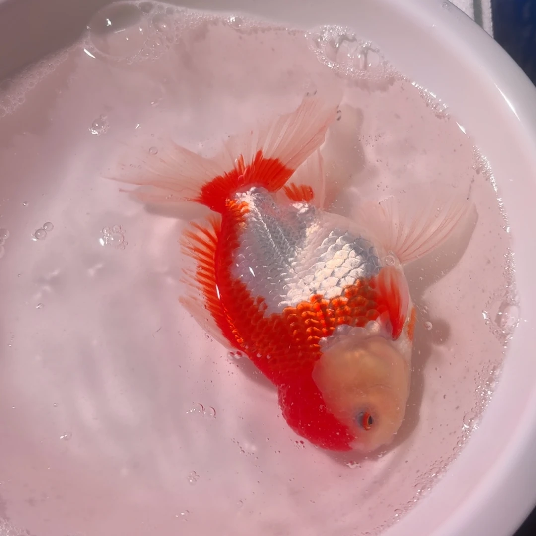 金鱼一条百褶泰狮包邮