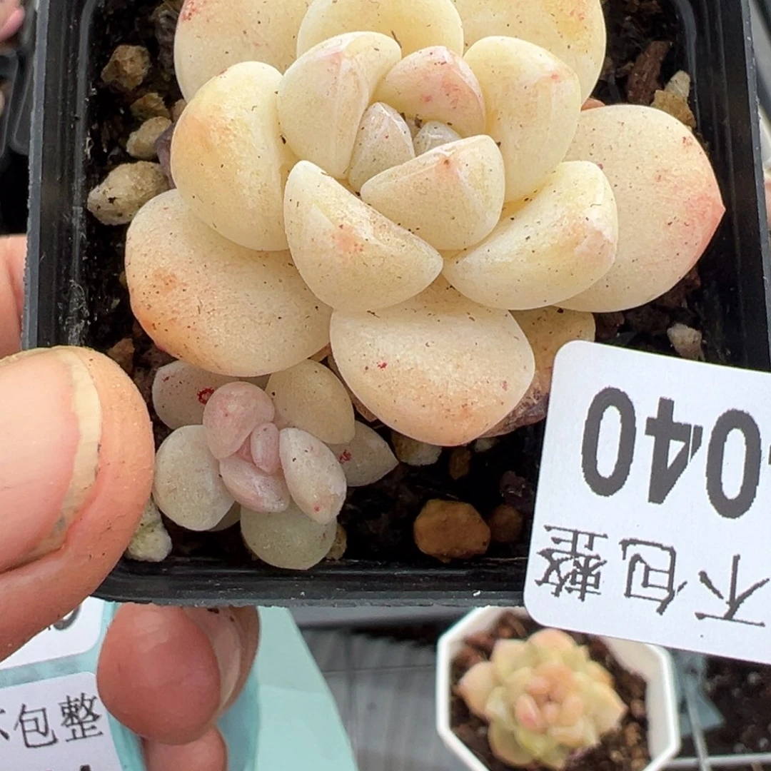 小卡拉米糖心一物一拍30-40