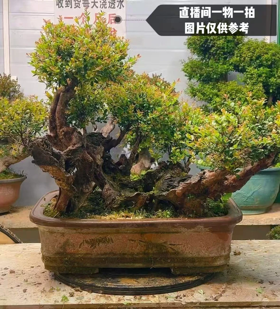 原产紫薇赤楠盆景老桩耐寒耐热适合直播间选购（一物一拍）