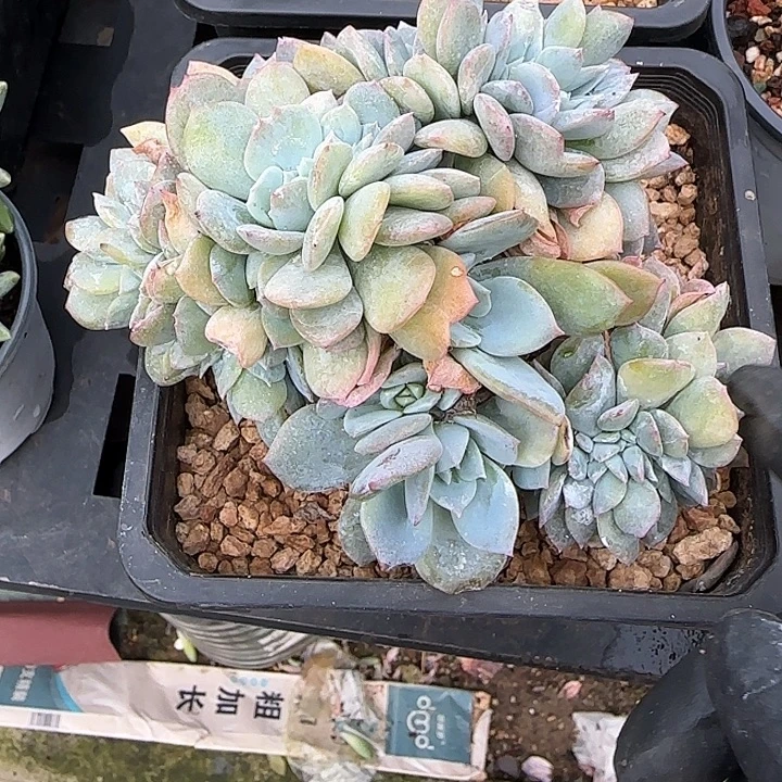 心***瘾青蛙王子儿童牙膏11