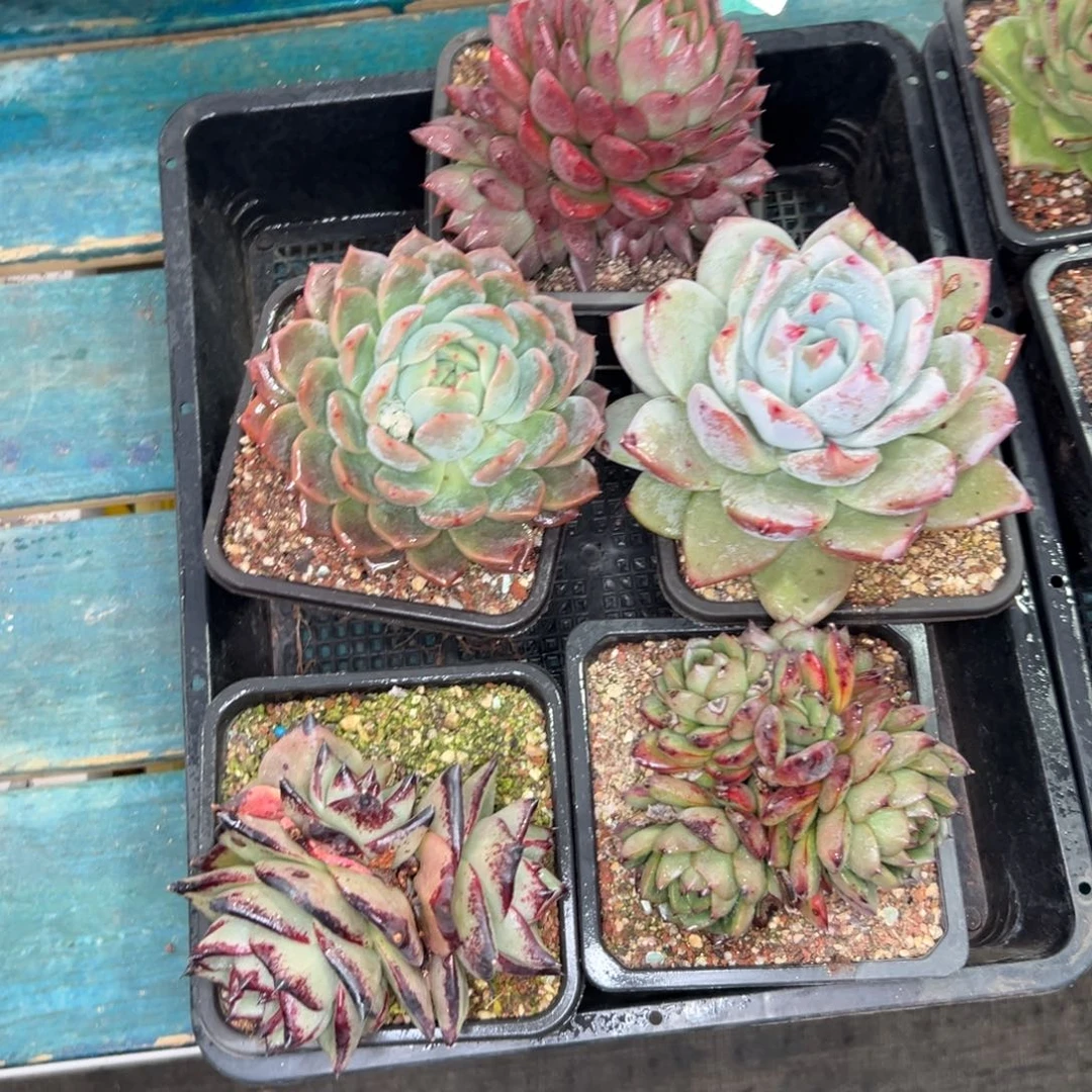 多肉一物一拍0119-369