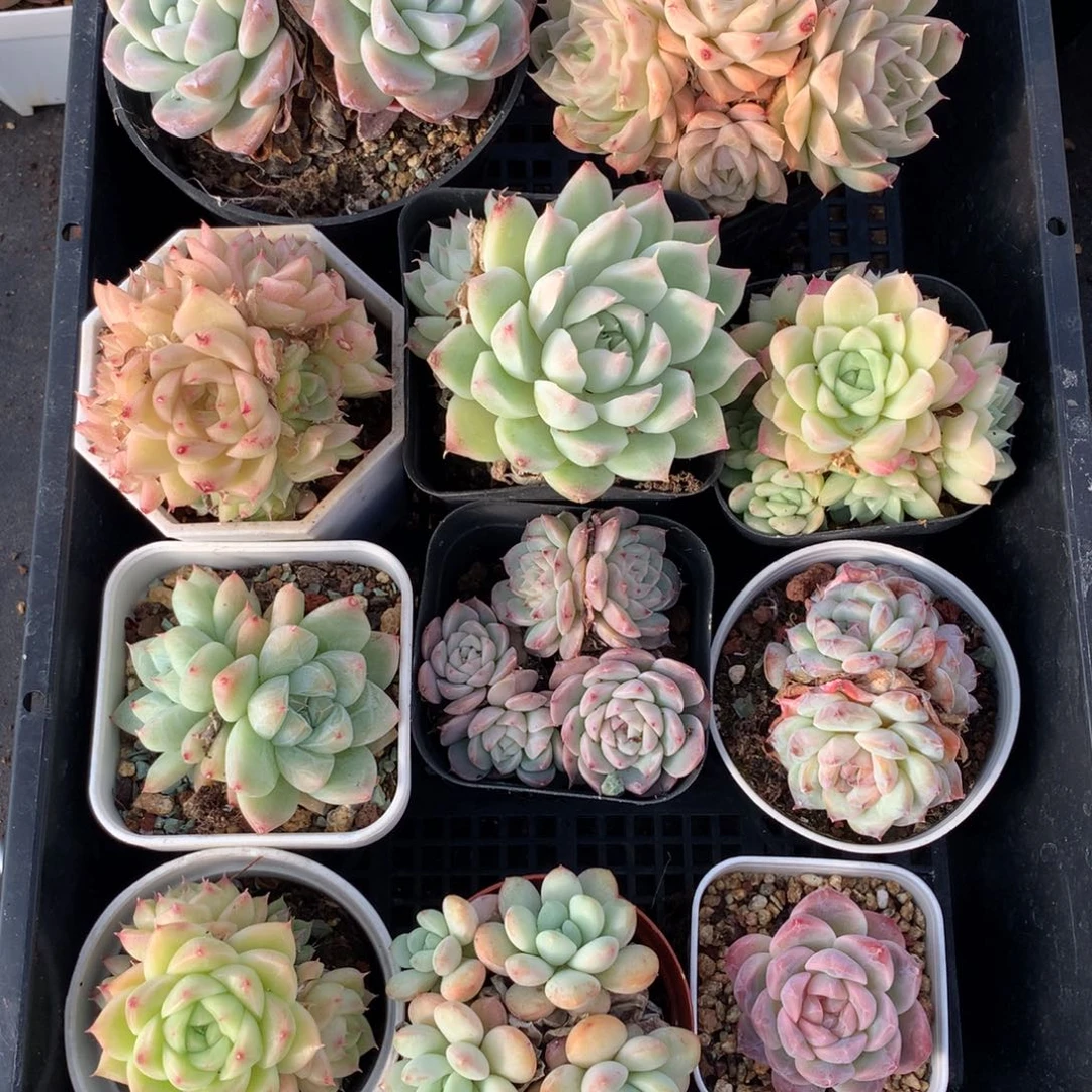 1126-77 套餐一组