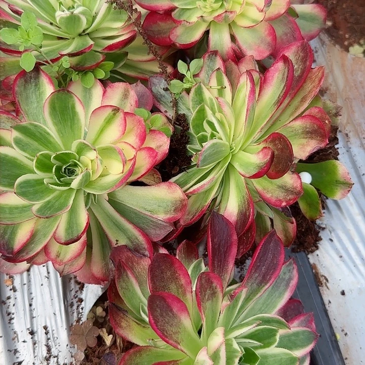 多肉法师淘宝福利