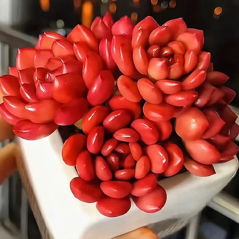 凑满15包邮，红宝石群多肉