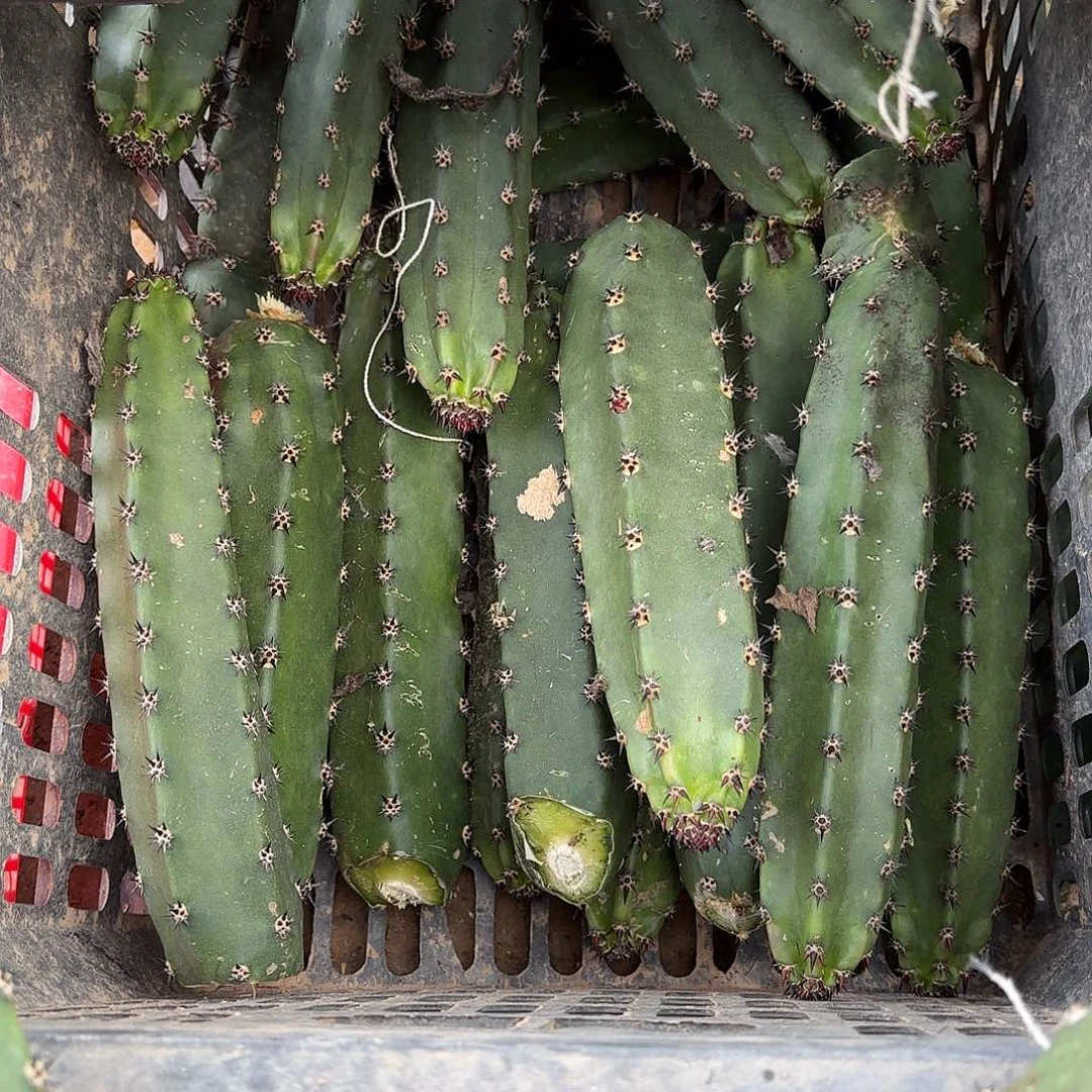 袖普6颗20公分左右11121