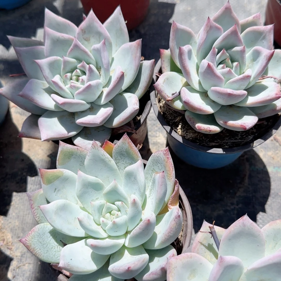 无花朵野卡大单头特价多肉植物