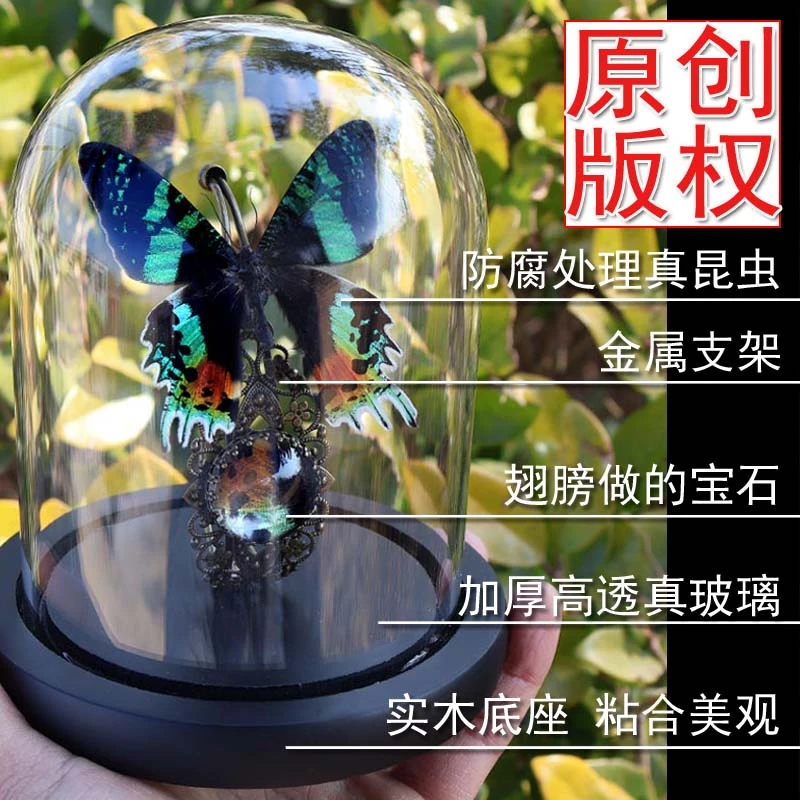 真蝴蝶标本复古高级感玻璃罩玫瑰蝴蝶标本永生花装饰生日礼物立体