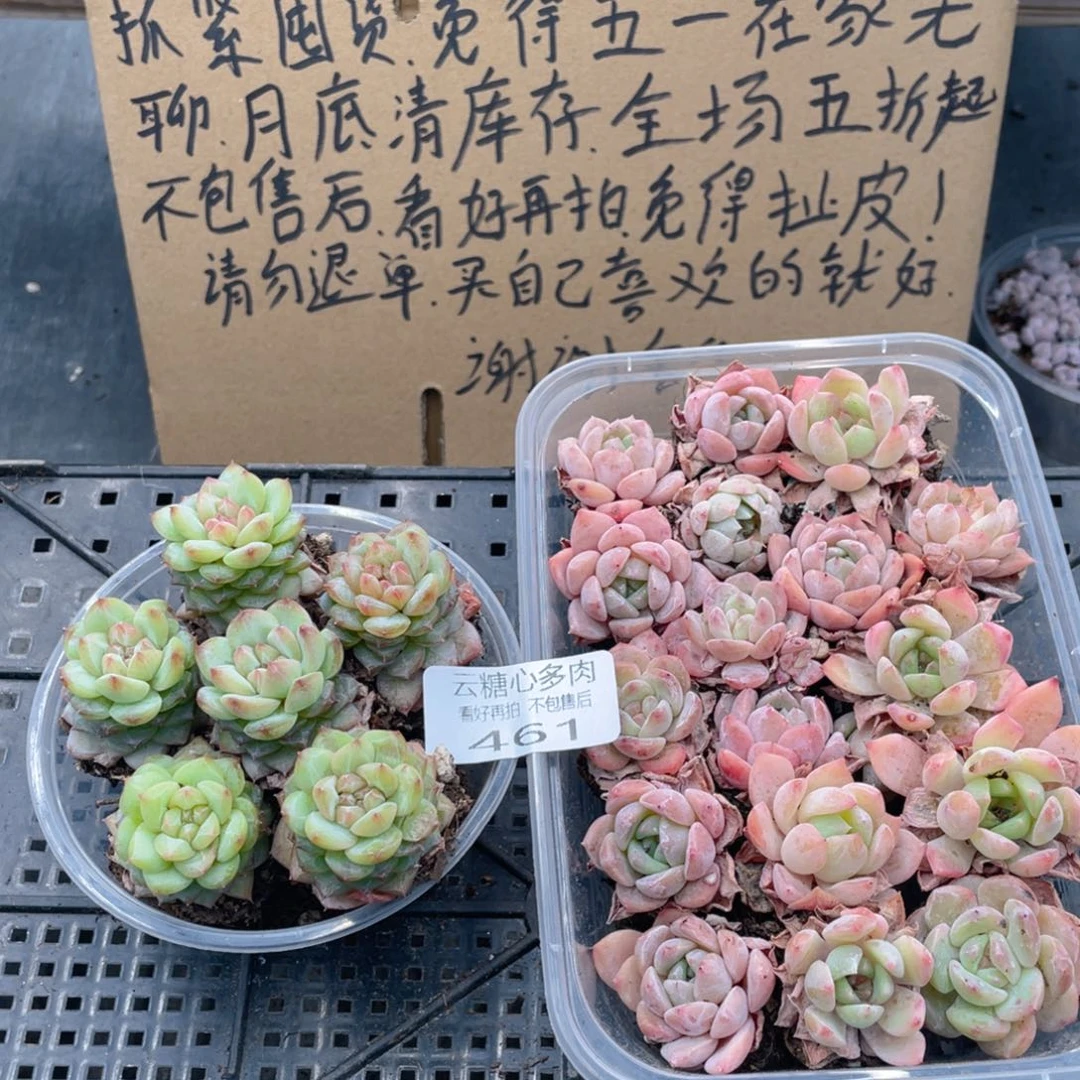 云糖心多肉植物461