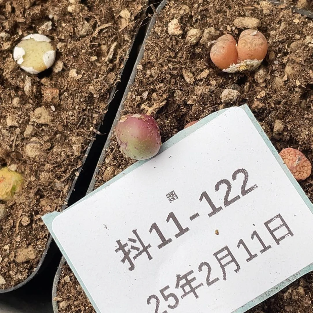 用****411-122肉锥多肉植物