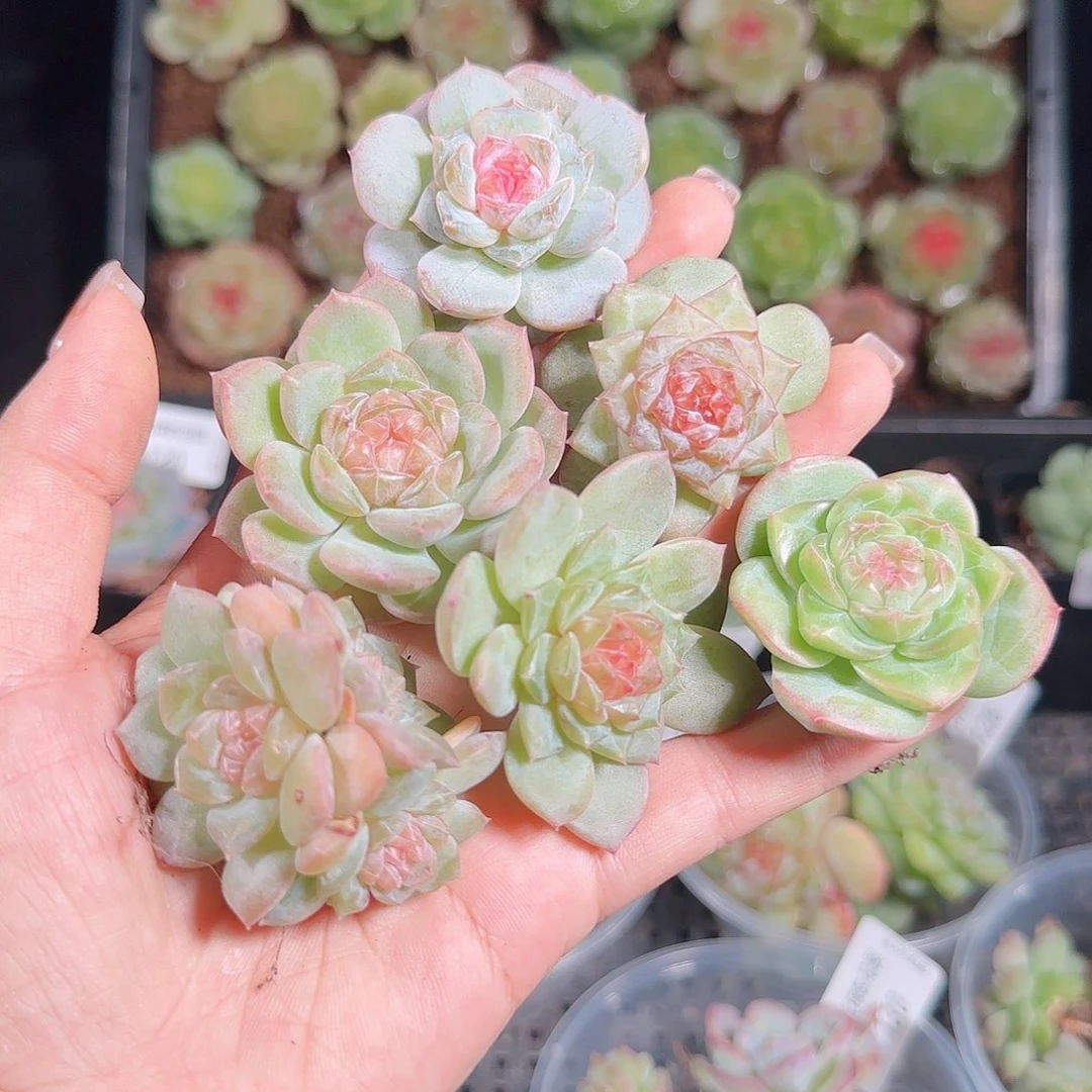 1016—131一物一拍