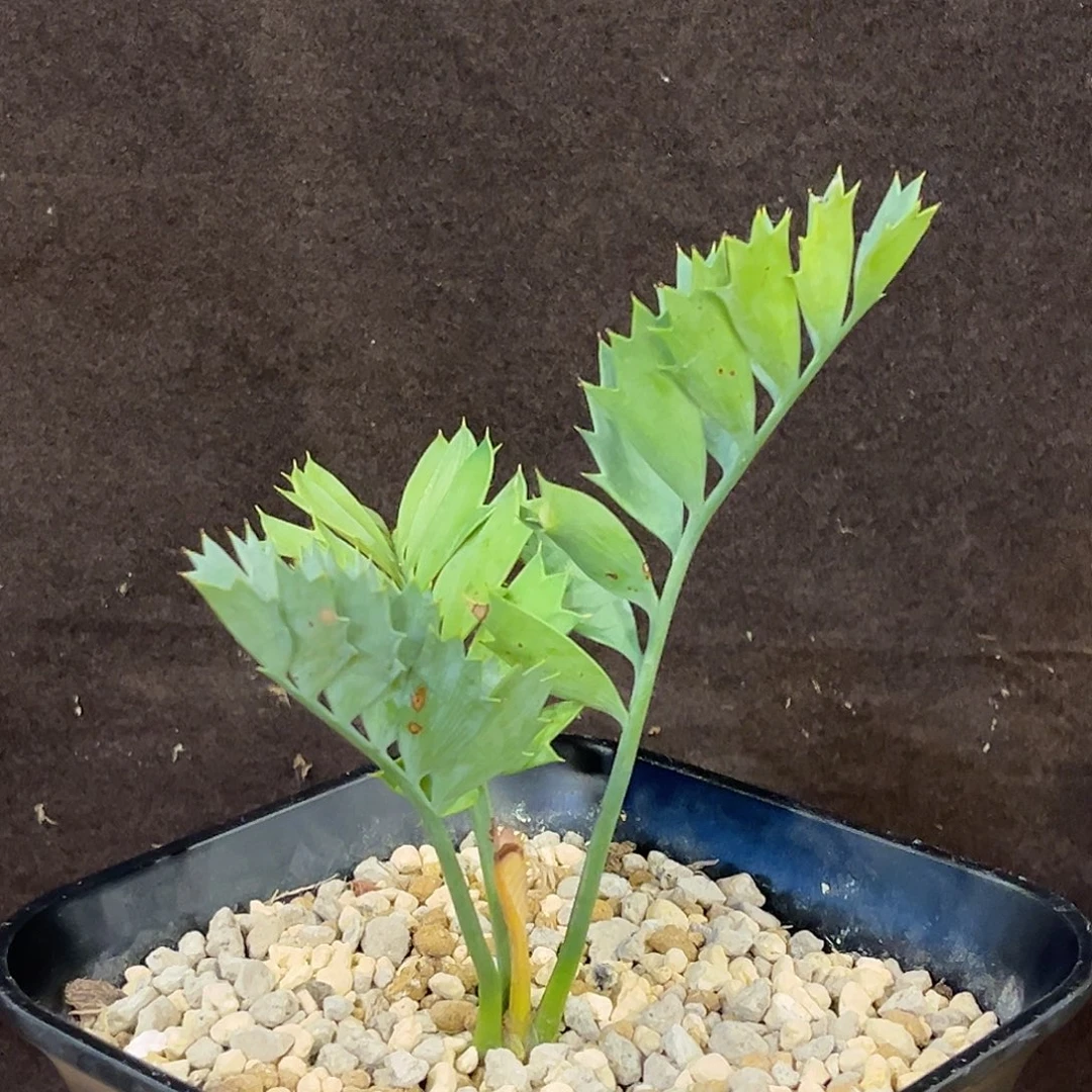 潮流植物侏儒蓝棘铁