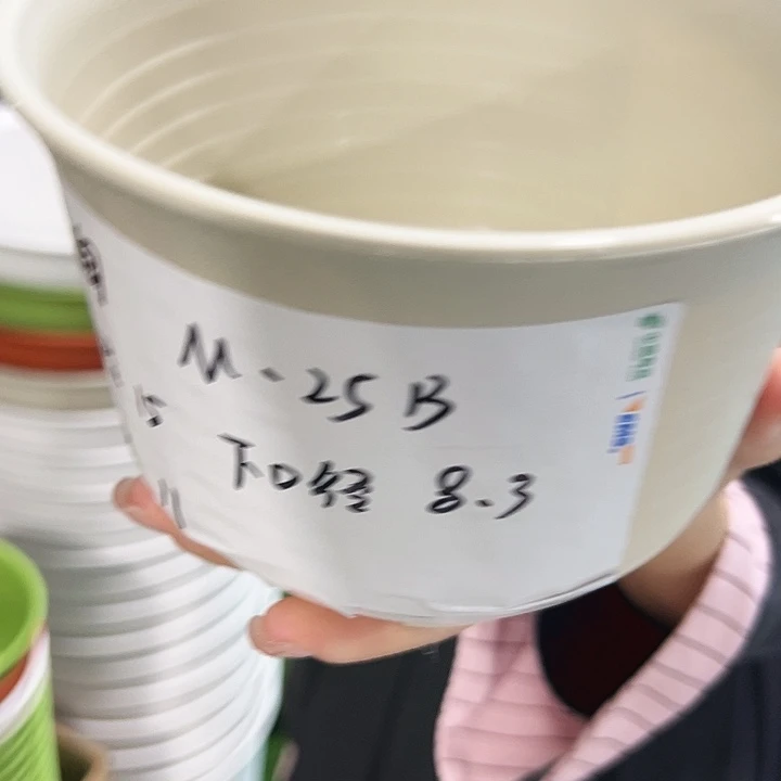 正品矮陶口15高11米色无托10只