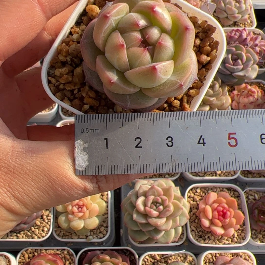 奶****❤388 多肉植物组合