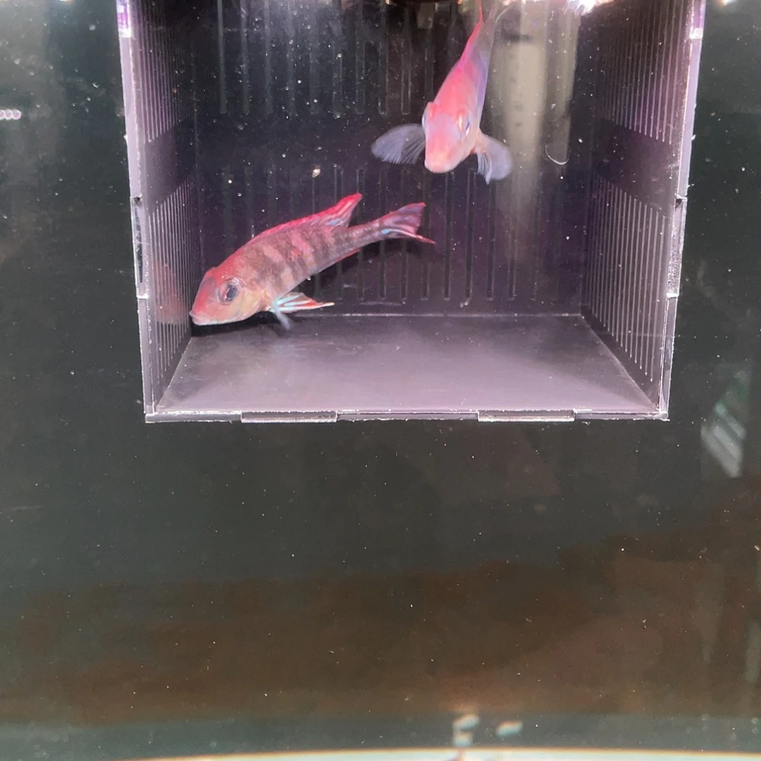 海水红头力光刀7-8