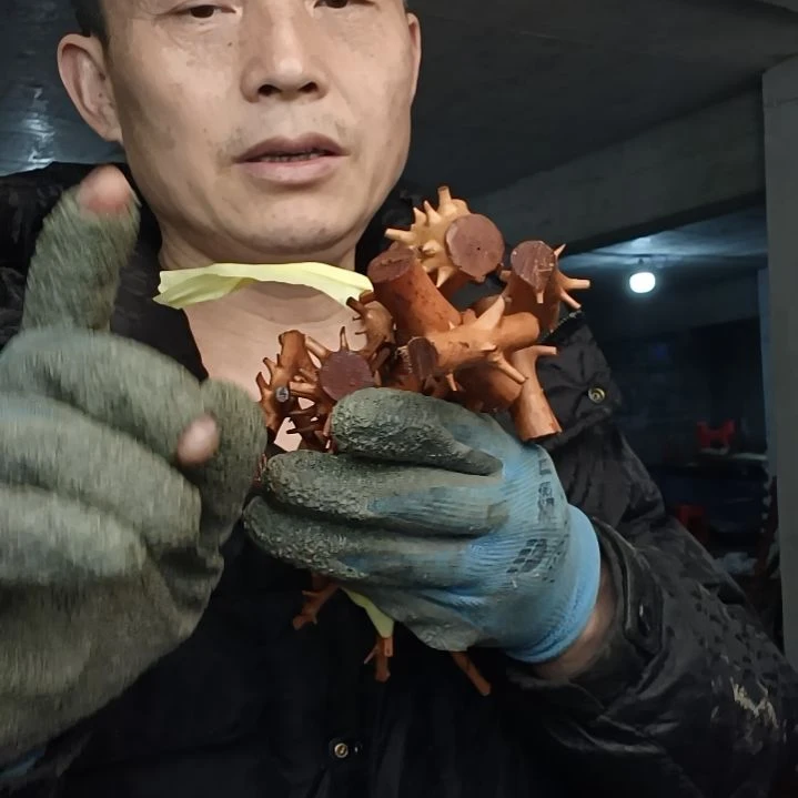 稳定木飘*贵州檬子木   铁马鞭   根艺  半成品