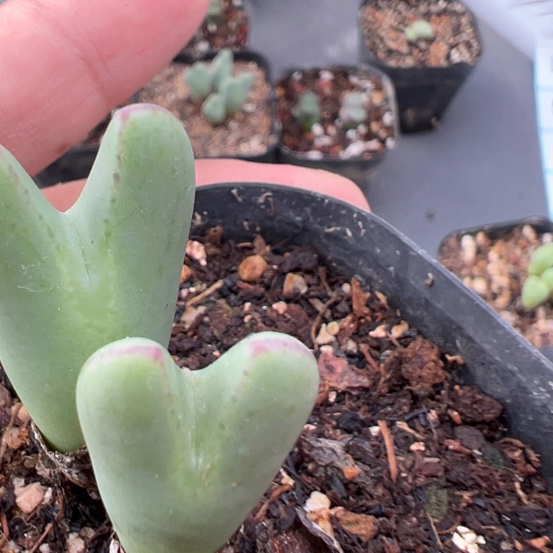 9.18好看的多肉脱土发货522