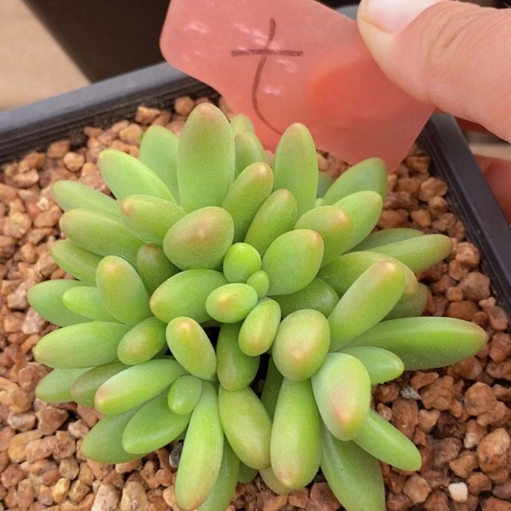 这个点吃晚饭真的有点