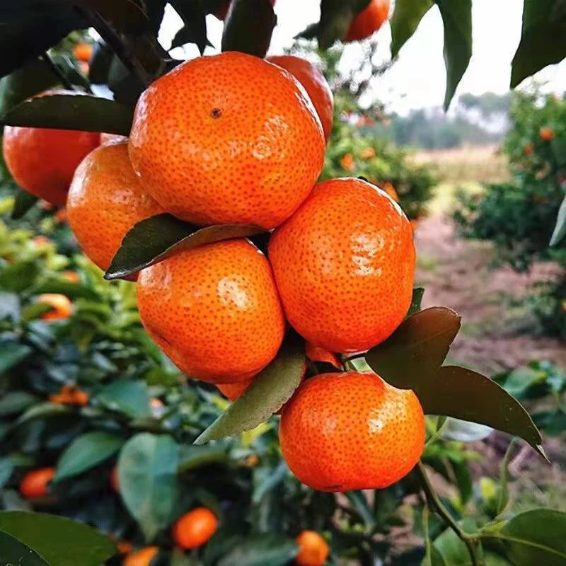 正宗广西金秋砂糖橘新鲜水果应季水果甜蜜沙糖蜜桔子小橘子整箱